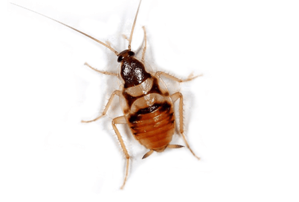 Brown_banded Cockroach
