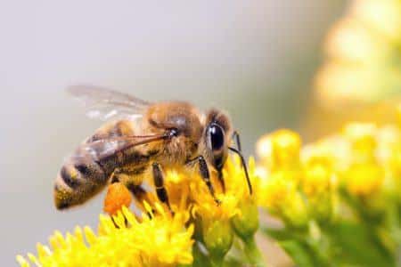Honey Bee Pest Control