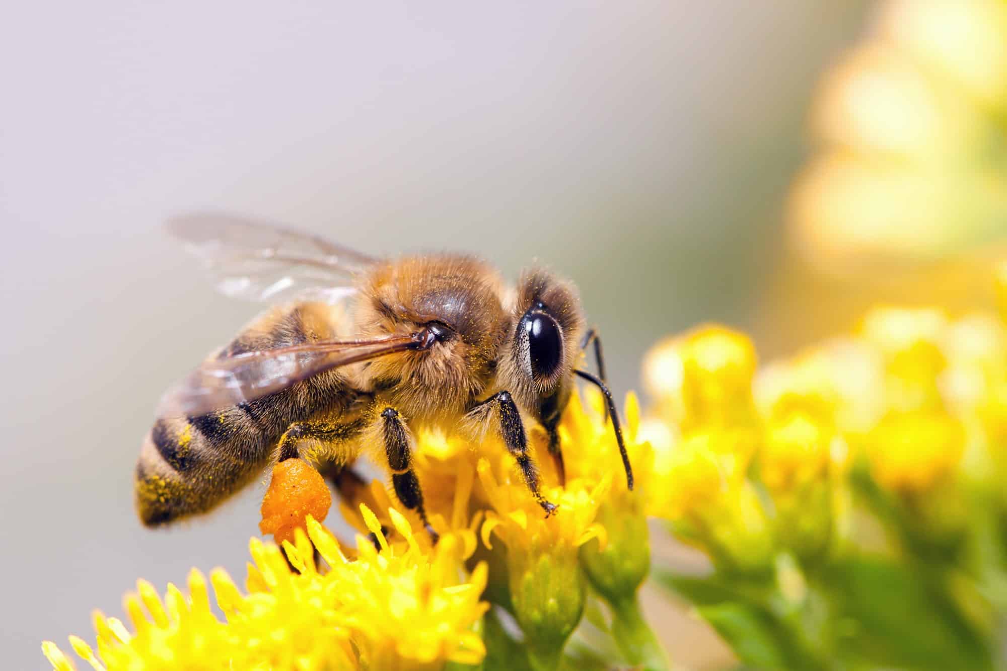 The Honey Bee: Our Friend in Danger