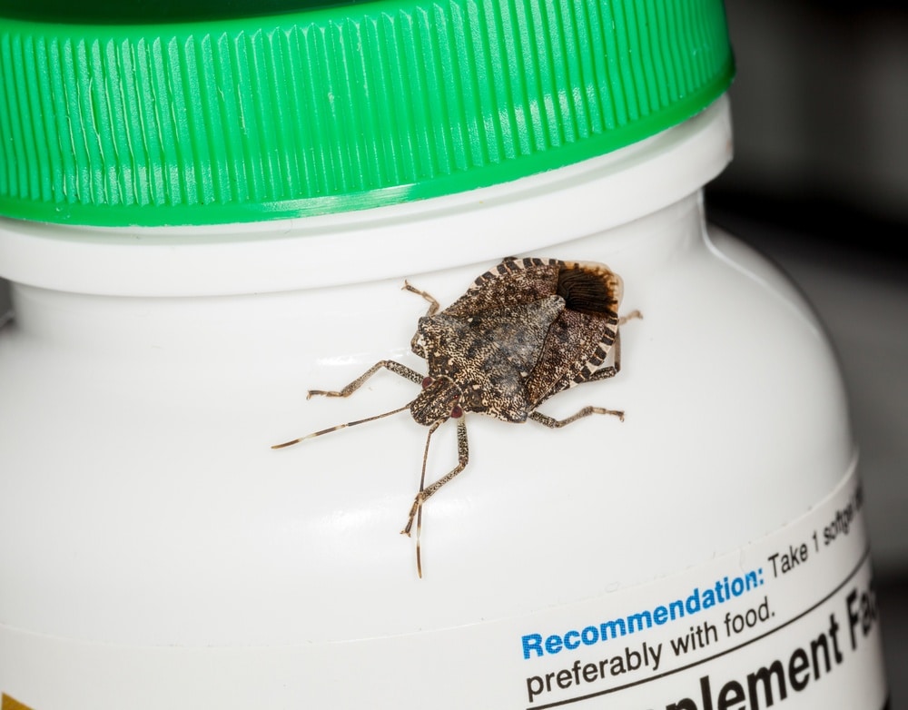 Stink Bug in House