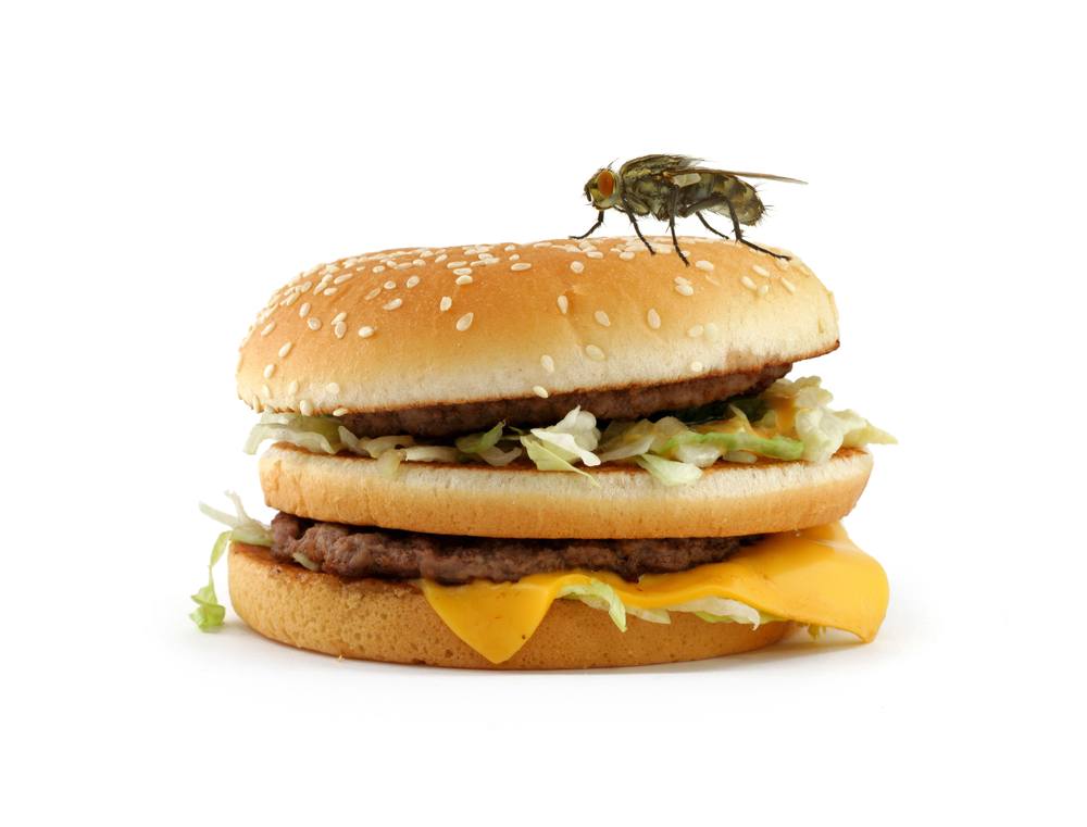 House fly sitting on appetizing hamburger