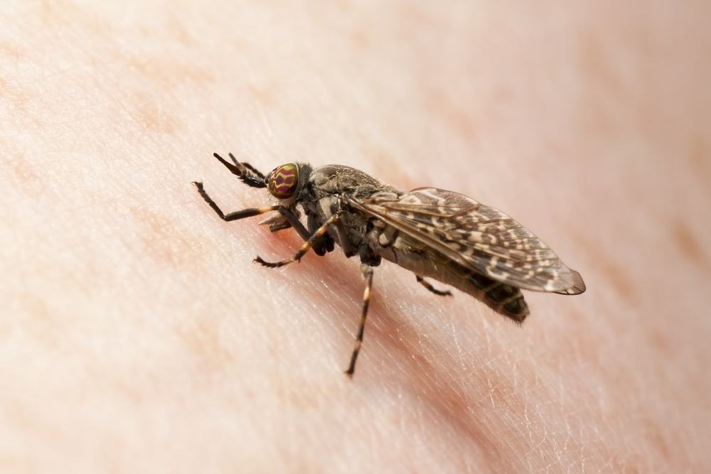 horse fly, or Notch-horned Cleg, Haematopota pluvialis