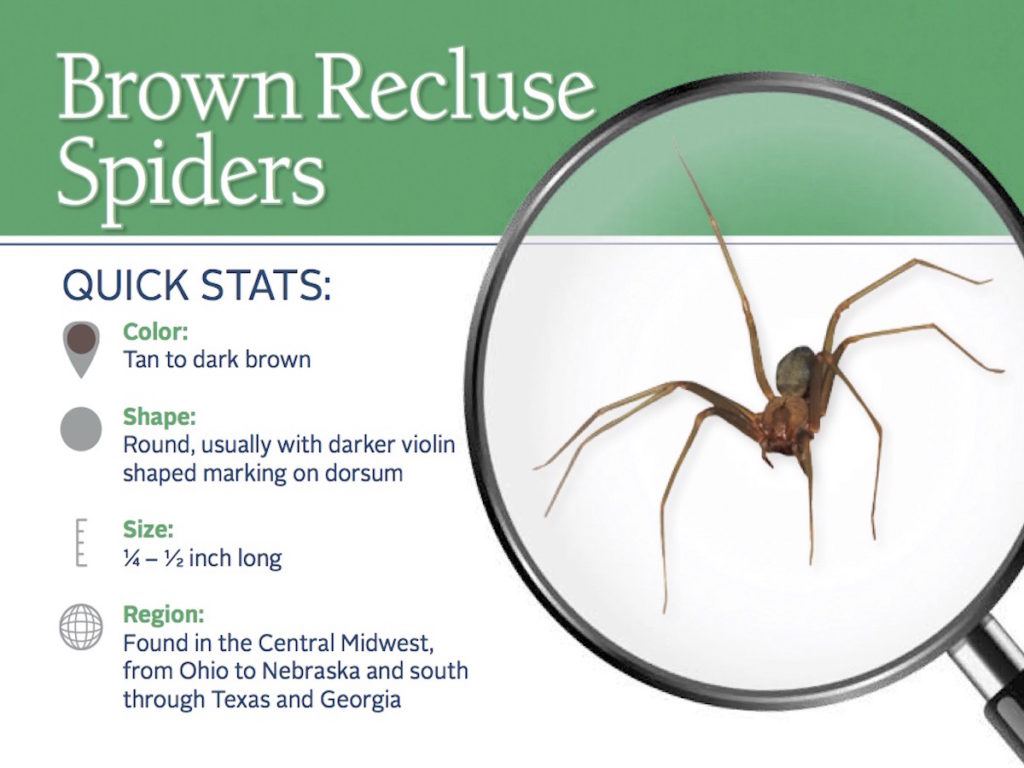 How to Identify a Brown Recluse Spider