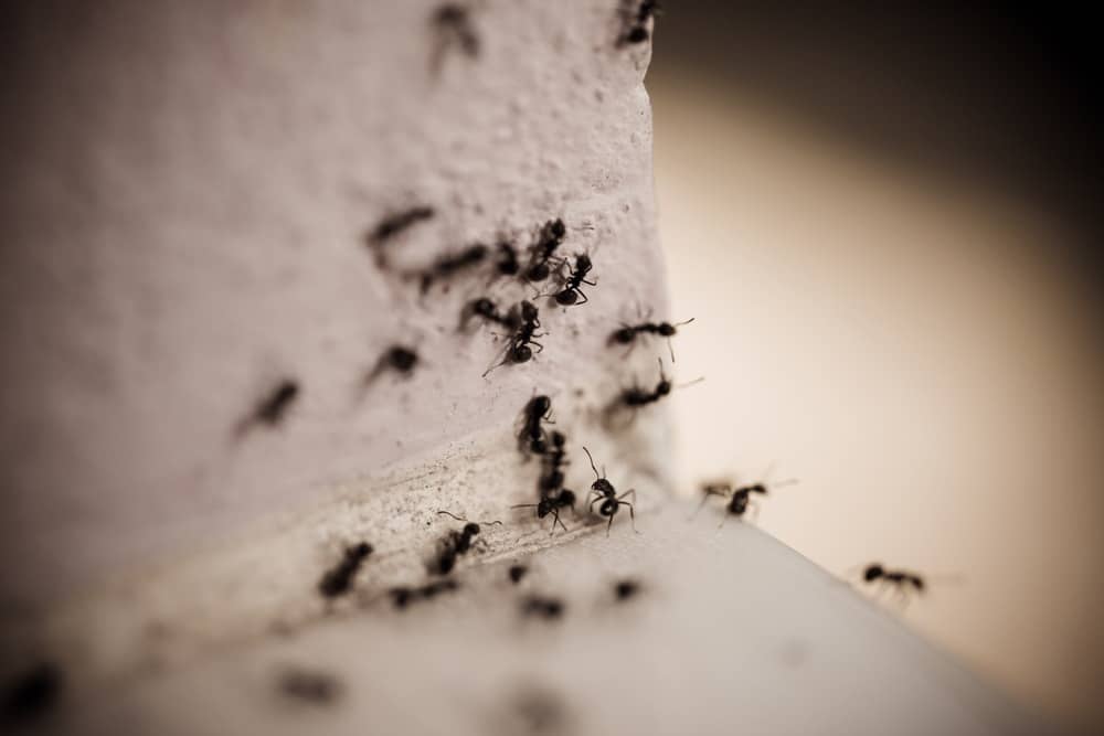 Group of carpenter ants on the wall