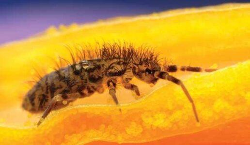 Spring into action against Springtails! | Freedom Pest Control