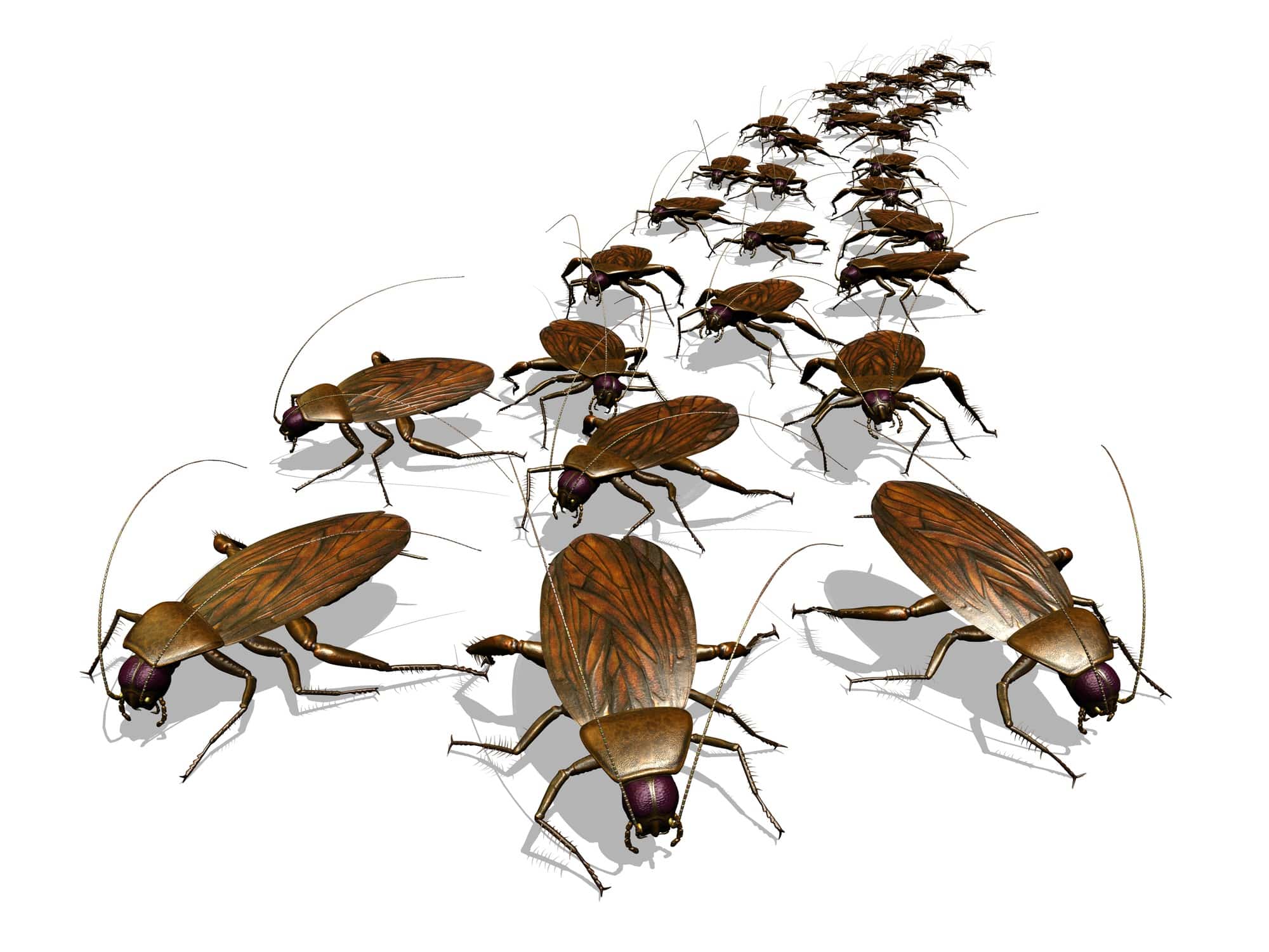 Roaches - Prevention and Extermination