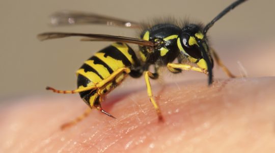 When Nature Attacks: How to Prevent and Treat Bee, Wasp or Hornet Stings